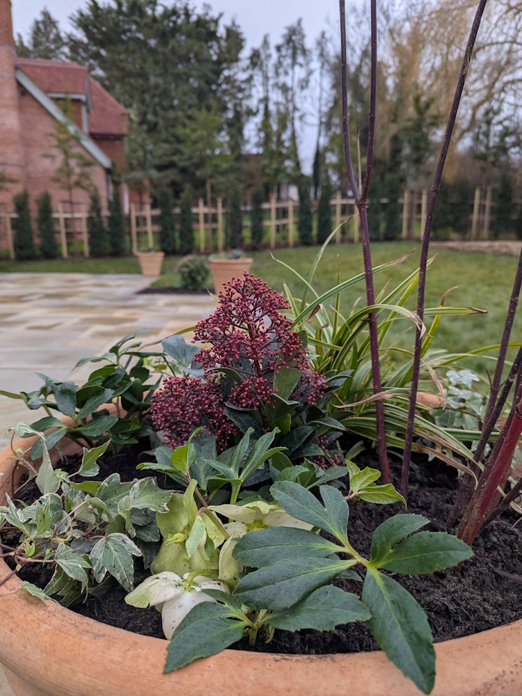 Terracotta containers beside the patio offering seasonal colour close to the house