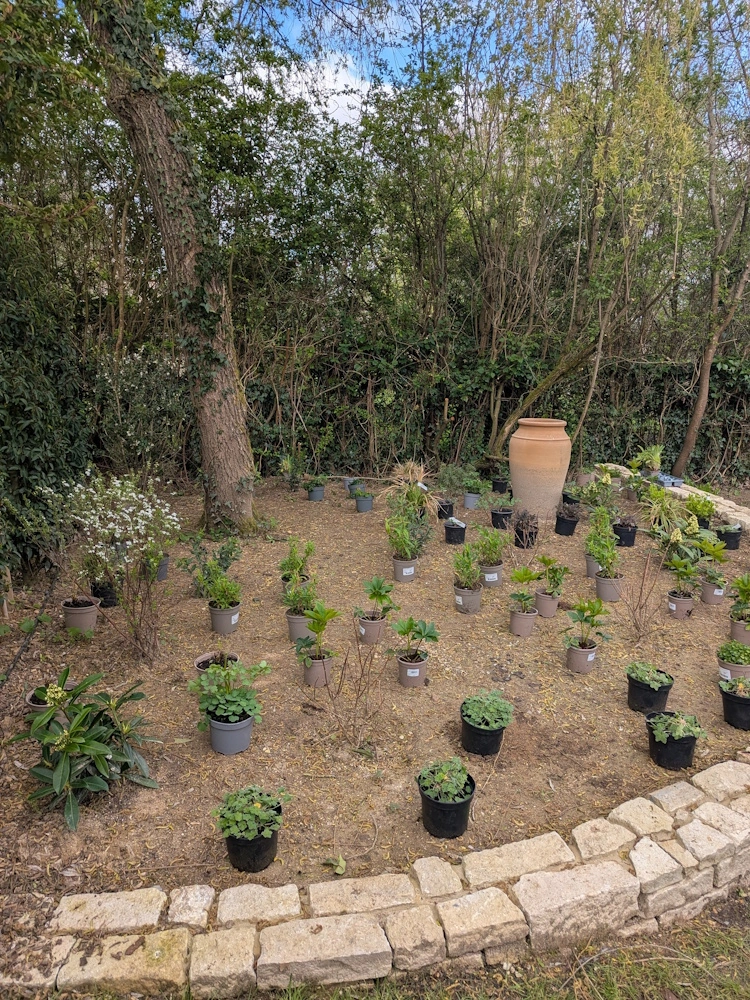Ferns and shade-tolerant grasses forming a rich tapestry of foliage