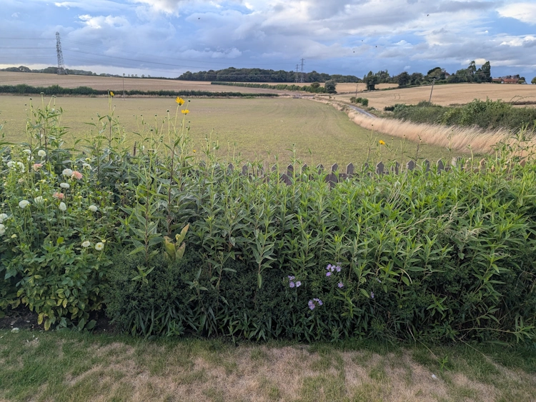 Vigorous overgrown plants dominating the borders before the redesign