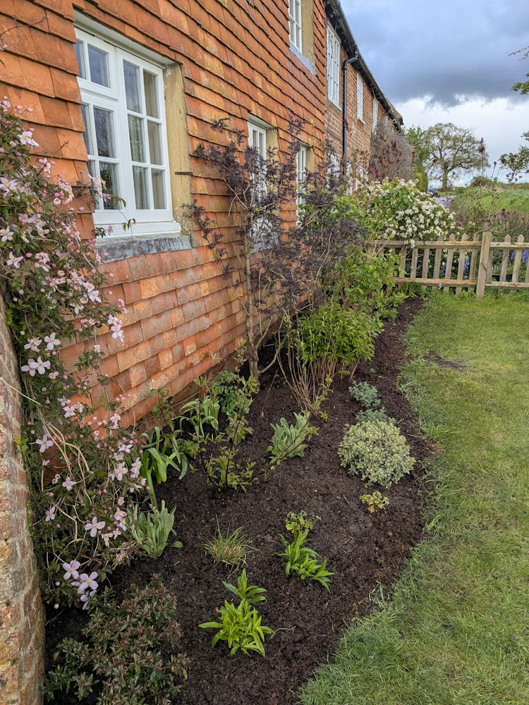 Multi-stem Amelanchiers giving light structure and added privacy near the house