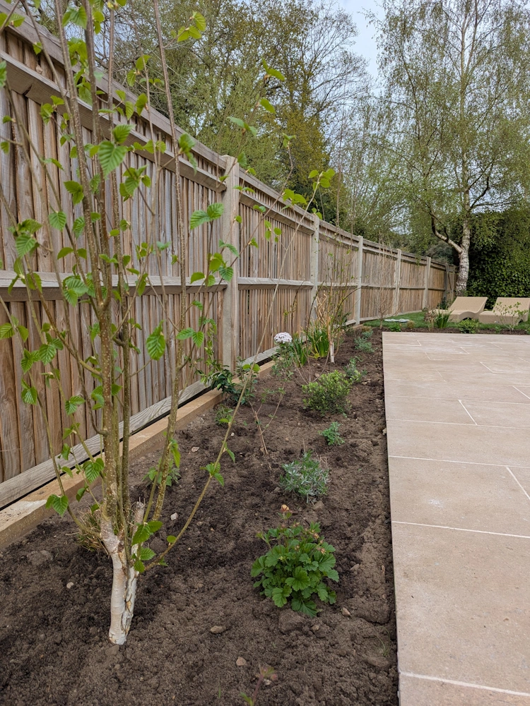 Soft planting palette with purples, whites and greens accented by orange roses and geums