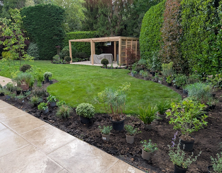 Clipped evergreen Taxus balls giving structure among hydrangeas and architectural perennials