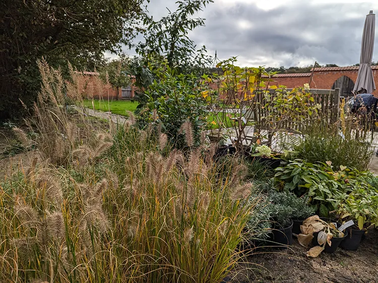 Flower bed with grasses and shrubs