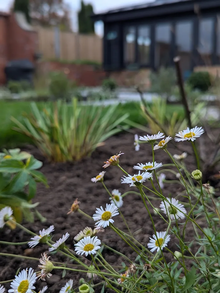 Daisies up close with new flower beds behind