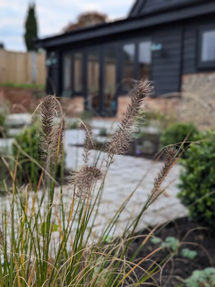Some grass seed heads up close with new flower beds behind