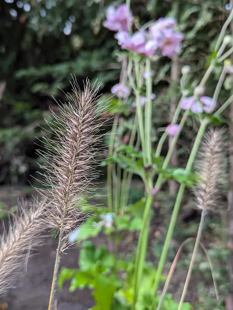 Seed head close up