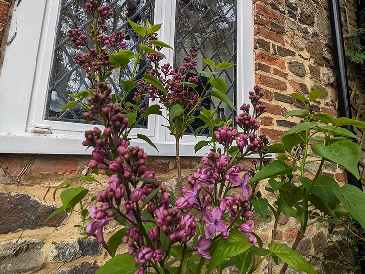 Flowers in front of a white framed window