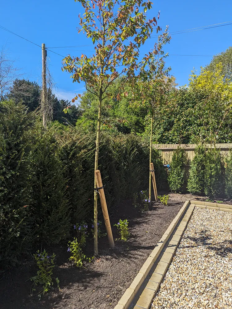 A flower bed with trees planted in