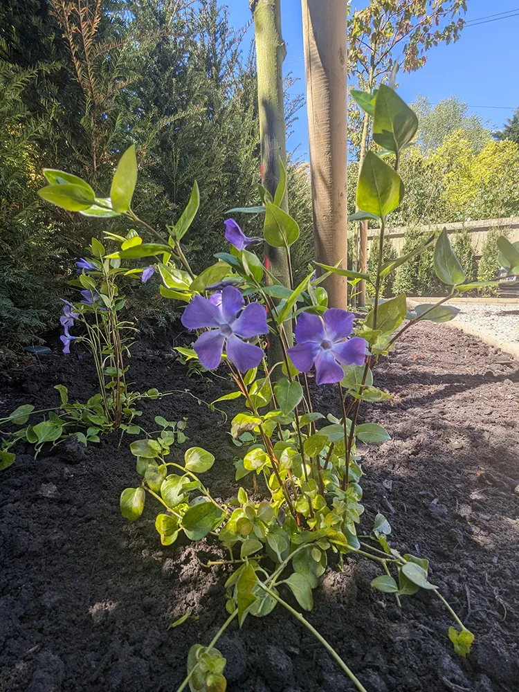 A flower bed with freshly planted shrubs