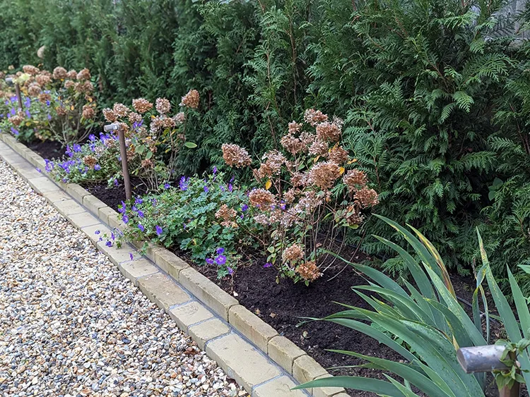Flower bed with annuals and shrubs