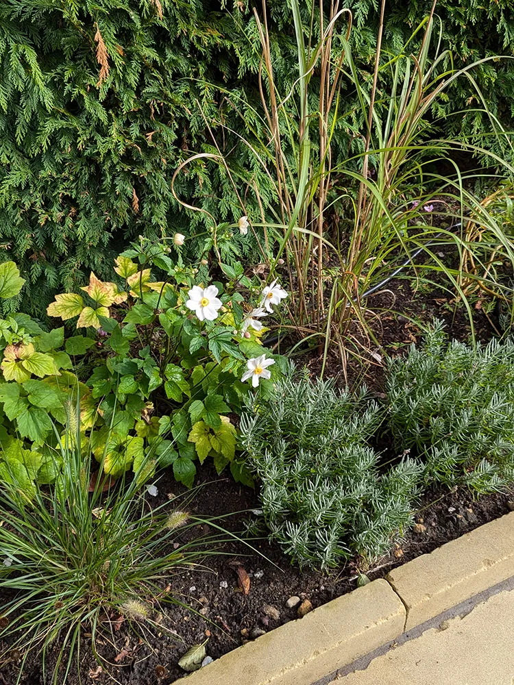 Close up of flower bed with newly planted shrubs