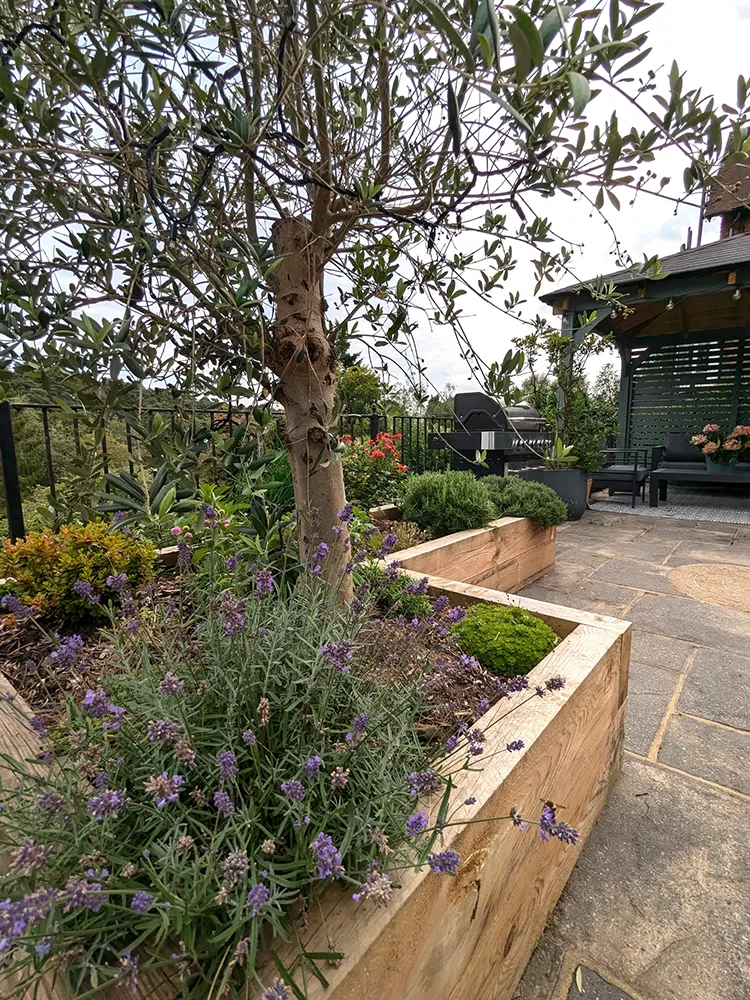 Terrace with wooden raised beds on it with an olive tree